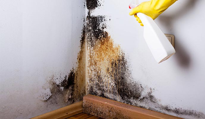 black mold remediation professionally