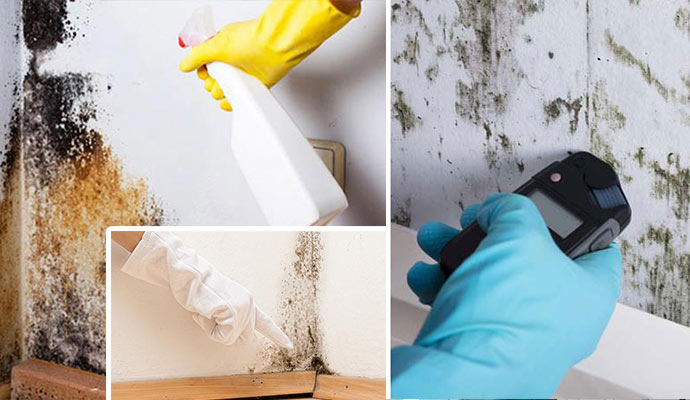 black mold remediation by workers