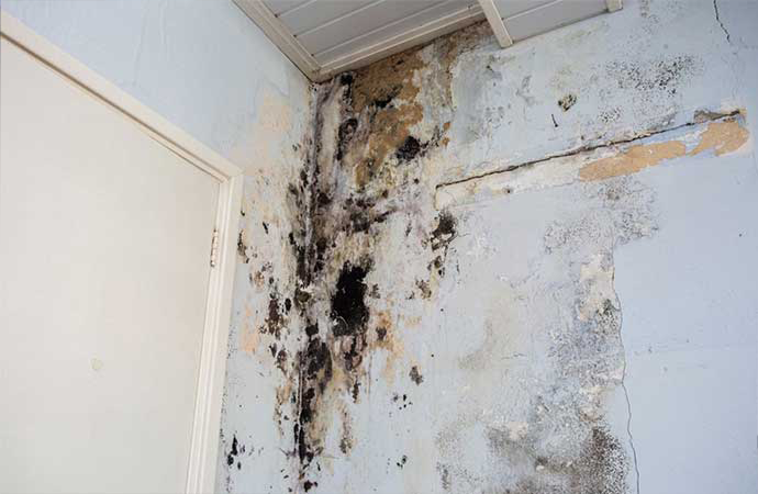 Black mold on the wall