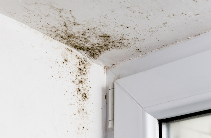 Balck mold on the ceiling