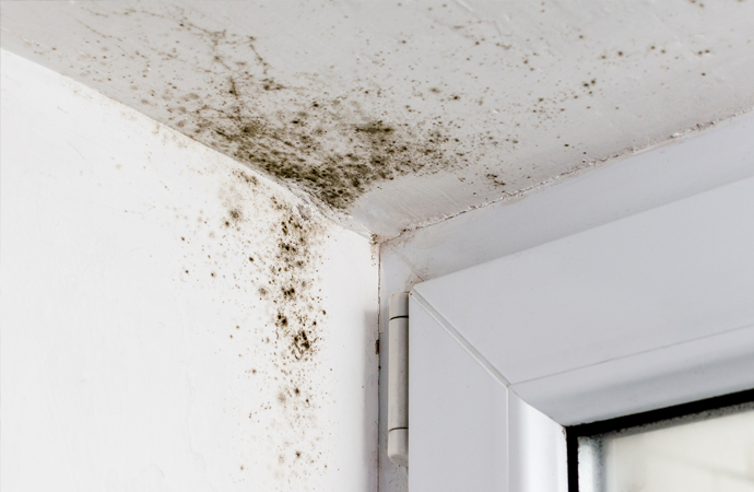 Mold Infestation Prevention Services in Montana | Dayspring