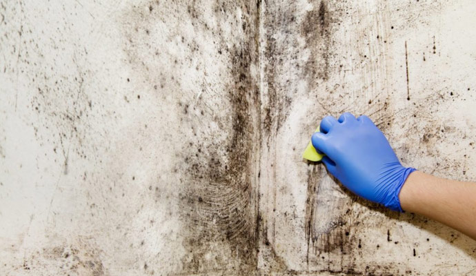spotting the signs of mold