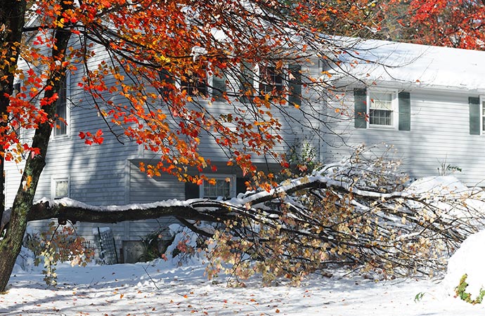 Tree fallen down in the road due to storm