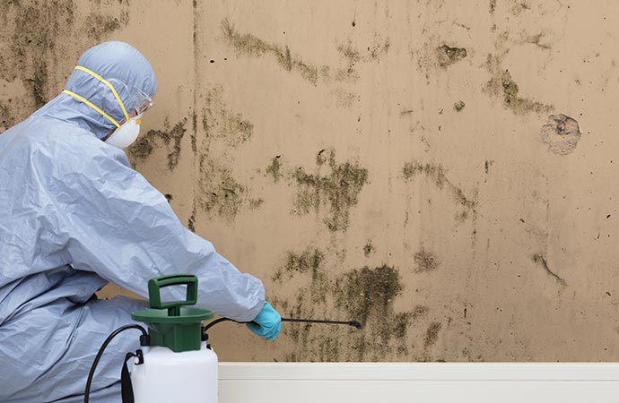 worker mold remediation in Helena